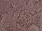 JunB Proto-Oncogene, AP-1 Transcription Factor Subunit antibody, PA5-36659, Invitrogen Antibodies, Immunohistochemistry frozen image 