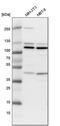 Nucleoporin 43 antibody, PA5-55572, Invitrogen Antibodies, Western Blot image 