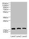 Cornichon Family AMPA Receptor Auxiliary Protein 2 antibody, CSB-PA754273LA01HU, Cusabio, Western Blot image 