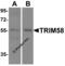 Tripartite Motif Containing 58 antibody, 8545, ProSci, Western Blot image 