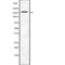 LDL Receptor Related Protein 6 antibody, abx147050, Abbexa, Western Blot image 