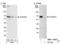 ADP Ribosylation Factor GTPase Activating Protein 3 antibody, NBP1-18921, Novus Biologicals, Western Blot image 