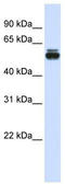 Tripartite Motif Containing 35 antibody, TA345586, Origene, Western Blot image 