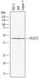 Heparan Sulfate-Glucosamine 3-Sulfotransferase 3A1 antibody, AF7276, R&D Systems, Western Blot image 