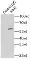 SIM BHLH Transcription Factor 2 antibody, FNab07869, FineTest, Immunoprecipitation image 