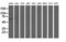 Rho GTPase Activating Protein 25 antibody, LS-C115610, Lifespan Biosciences, Western Blot image 