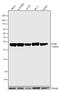 JunB Proto-Oncogene, AP-1 Transcription Factor Subunit antibody, 701702, Invitrogen Antibodies, Western Blot image 