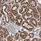 Eferin antibody, NBP1-83998, Novus Biologicals, Immunohistochemistry frozen image 