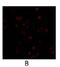 Phosphodiesterase 4B antibody, GTX14615, GeneTex, Immunofluorescence image 