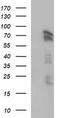 Angiomotin antibody, TA507142, Origene, Western Blot image 