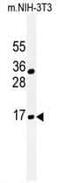 BTG Anti-Proliferation Factor 1 antibody, PA5-25035, Invitrogen Antibodies, Western Blot image 
