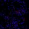 Keratin 7 antibody, GTX109723, GeneTex, Immunohistochemistry frozen image 