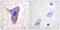 Complement C5a Receptor 1 antibody, LS-C198770, Lifespan Biosciences, Immunohistochemistry frozen image 