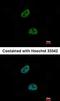Neutrophil Cytosolic Factor 1 antibody, orb18301, Biorbyt, Immunofluorescence image 