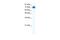 Zinc Finger And SCAN Domain Containing 29 antibody, A14736, Boster Biological Technology, Western Blot image 