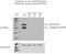 Growth hormone-inducible transmembrane protein antibody, 16296-1-AP, Proteintech Group, Western Blot image 