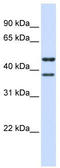 Transmembrane Protein 135 antibody, TA338629, Origene, Western Blot image 