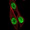 Homeobox B13 antibody, NBP2-49375, Novus Biologicals, Immunofluorescence image 