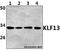 Kruppel Like Factor 13 antibody, GTX66827, GeneTex, Western Blot image 