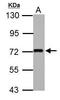 Fermitin Family Member 2 antibody, GTX118359, GeneTex, Western Blot image 
