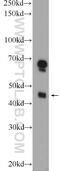 Transmembrane Protein 120A antibody, 17455-1-AP, Proteintech Group, Western Blot image 