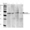 Calcium Voltage-Gated Channel Auxiliary Subunit Gamma 2 antibody, 11572, QED Bioscience, Western Blot image 