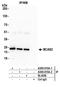 BCAS2 Pre-MRNA Processing Factor antibody, A300-915A, Bethyl Labs, Immunoprecipitation image 