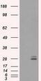 Prolactin antibody, GTX83803, GeneTex, Western Blot image 
