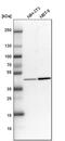 Histone Acetyltransferase 1 antibody, PA5-57817, Invitrogen Antibodies, Western Blot image 