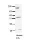 Synaptojanin 1 antibody, 25-622, ProSci, Enzyme Linked Immunosorbent Assay image 