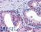 Solute Carrier Family 39 Member 3 antibody, LS-B5354, Lifespan Biosciences, Immunohistochemistry frozen image 