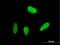 Ubiquitin Specific Peptidase 18 antibody, H00011274-B02P, Novus Biologicals, Immunocytochemistry image 