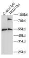 HSD17B4 antibody, FNab04026, FineTest, Immunoprecipitation image 
