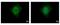 DEAD-Box Helicase 6 antibody, GTX102795, GeneTex, Immunofluorescence image 