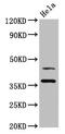 DnaJ Heat Shock Protein Family (Hsp40) Member A1 antibody, CSB-PA006999LA01HU, Cusabio, Western Blot image 