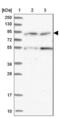 Nucleoporin GLE1 antibody, NBP2-47450, Novus Biologicals, Western Blot image 