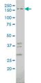 IQ Motif Containing GTPase Activating Protein 1 antibody, H00008826-M01, Novus Biologicals, Western Blot image 