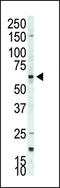 Ribosomal Protein S6 Kinase B2 antibody, 63-336, ProSci, Western Blot image 