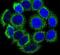 Cytochrome P450 Family 21 Subfamily A Member 2 antibody, PA5-26003, Invitrogen Antibodies, Immunofluorescence image 