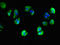 Neuroligin 1 antibody, LS-C678820, Lifespan Biosciences, Immunofluorescence image 