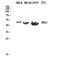 Ribosome Biogenesis Regulator 1 Homolog antibody, STJ95543, St John