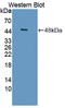 Serpin Family I Member 1 antibody, LS-C373146, Lifespan Biosciences, Western Blot image 