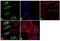 Jun Proto-Oncogene, AP-1 Transcription Factor Subunit antibody, 702170, Invitrogen Antibodies, Immunofluorescence image 