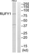 RUN And FYVE Domain Containing 1 antibody, abx014839, Abbexa, Western Blot image 