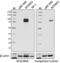 DNA Methyltransferase 3 Beta antibody, 695202, BioLegend, Western Blot image 