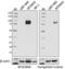 DNA (cytosine-5)-methyltransferase 3B antibody, 695202, BioLegend, Western Blot image 