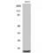 Mitochondrial Ribosomal Protein S36 antibody, LS-C384670, Lifespan Biosciences, Western Blot image 