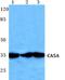 Carbonic Anhydrase 5A antibody, PA5-36931, Invitrogen Antibodies, Western Blot image 