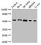 FKBP Prolyl Isomerase 8 antibody, CSB-PA617913LA01HU, Cusabio, Western Blot image 