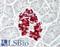 Islet Amyloid Polypeptide antibody, LS-B13874, Lifespan Biosciences, Immunohistochemistry paraffin image 